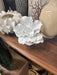 White coral decor