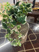 Snakeskin Greenery