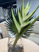 Glass Plant Arrangement